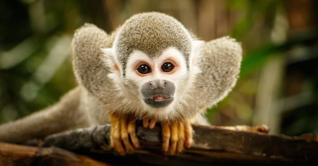 Le scimmie più piccole: le scimmie scoiattolo
