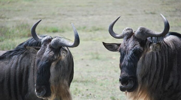 Guarda questo eroe gnu salvare il suo amico da un ghepardo attaccante
