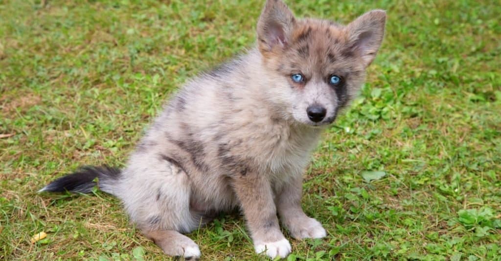 Adorabile cucciolo Pomsky dagli occhi azzurri.  Pomsky è una razza artificiale, un mix di Siberian Husky e Pomerania