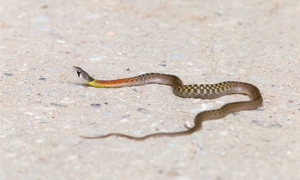 Keelback dal collo rosso su una strada di cemento rurale.  Il serpente è generalmente verde oliva con zigrinatura nera che corre lungo il corpo e riflessi giallo verdastri.