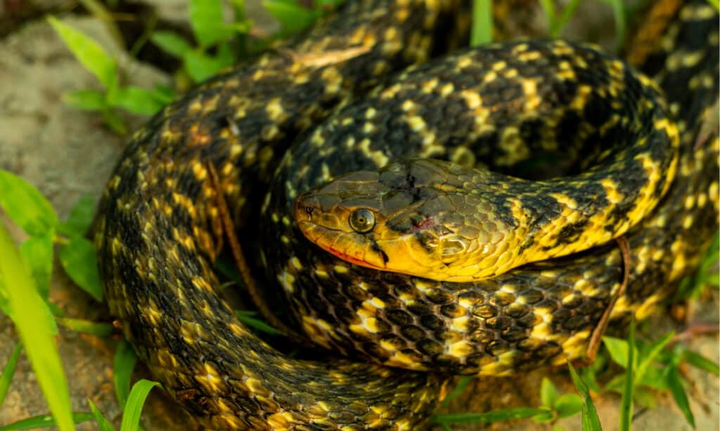 Amphiesma stolatum non aggressivo o serpente keelback a strisce color cuoio.  Non è pericoloso per l'uomo perché non trasporta tossine.