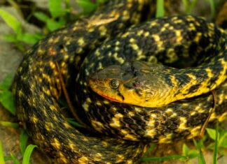 An average tiger keelback will measure 0.7-1.2m (2.25-ft) long and weigh 60-800g (2-28.25oz).