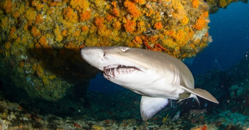 Un gigantesco squalo tigre della sabbia nuota in una grotta.