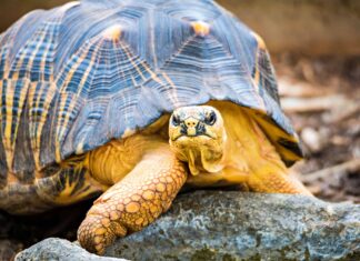 Alabama Map Turtle (Graptemys pulchra)