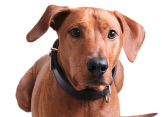 10 incredibili fatti di Redbone Coonhound
