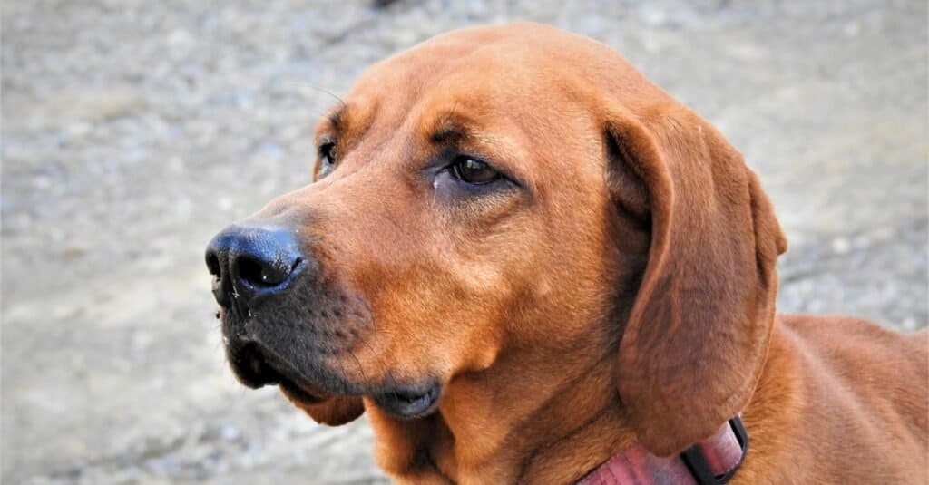 Primo piano femminile di Redbone coonhound.