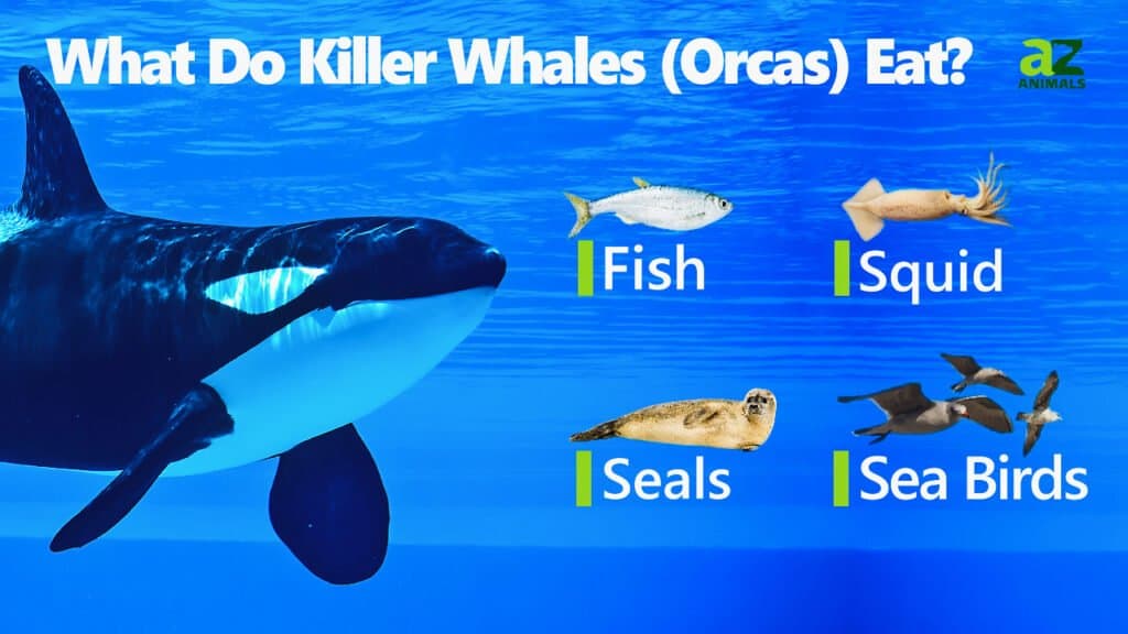 Cosa mangiano le balene assassine (orche).