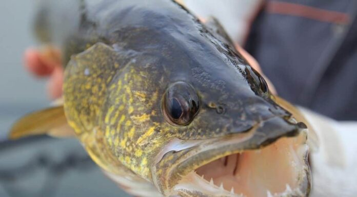 I 5 migliori pesci da catturare nel Wyoming quest'estate

