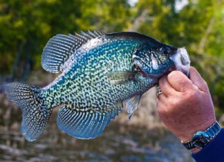 Black Crappie