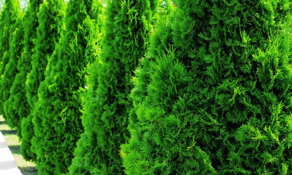 Green Giant Arborvitae di fila