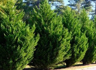 Green Giant Arborvitae vs Leyland Cypress
