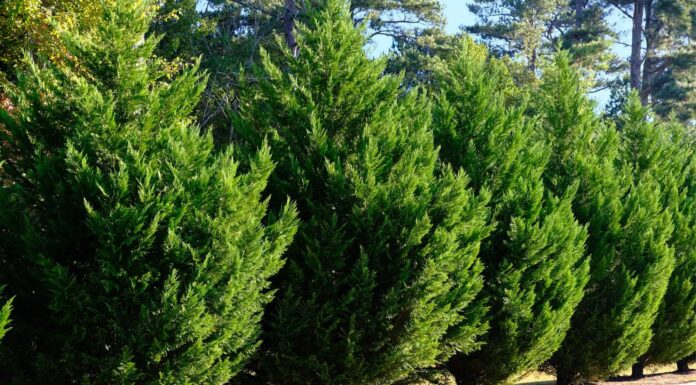 Green Giant Arborvitae vs Leyland Cypress