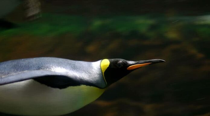 Re Pinguino
