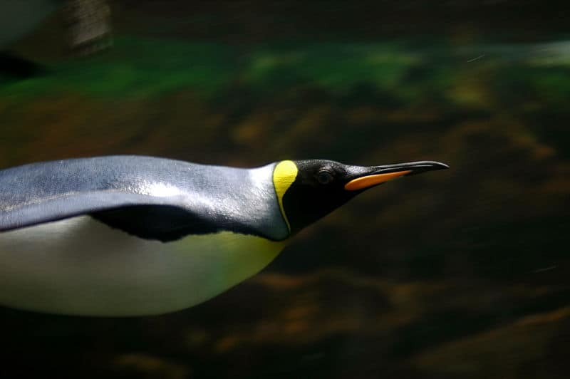 Pinguino reale che nuota sott'acqua