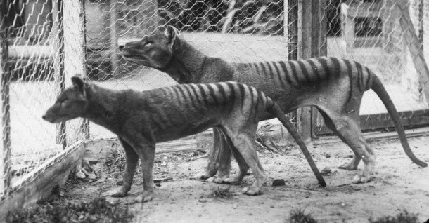 Coppia di tigri della Tasmania, o Thylacine, (giovani in primo piano) nello zoo di Hobart.