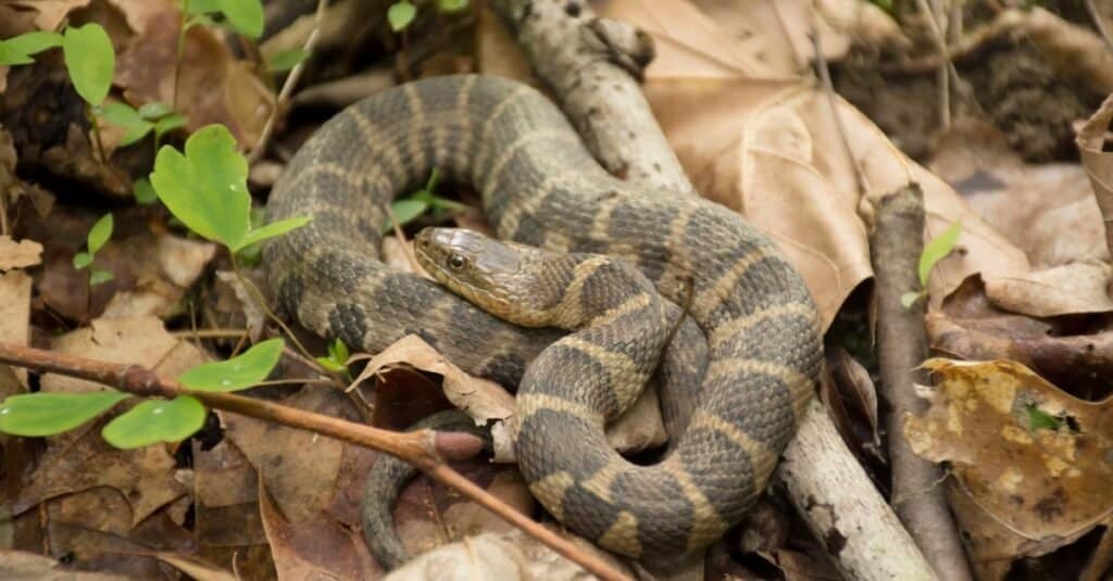serpente d'acqua del nord rannicchiato tra le foglie - Serpenti d'acqua del Tennessee