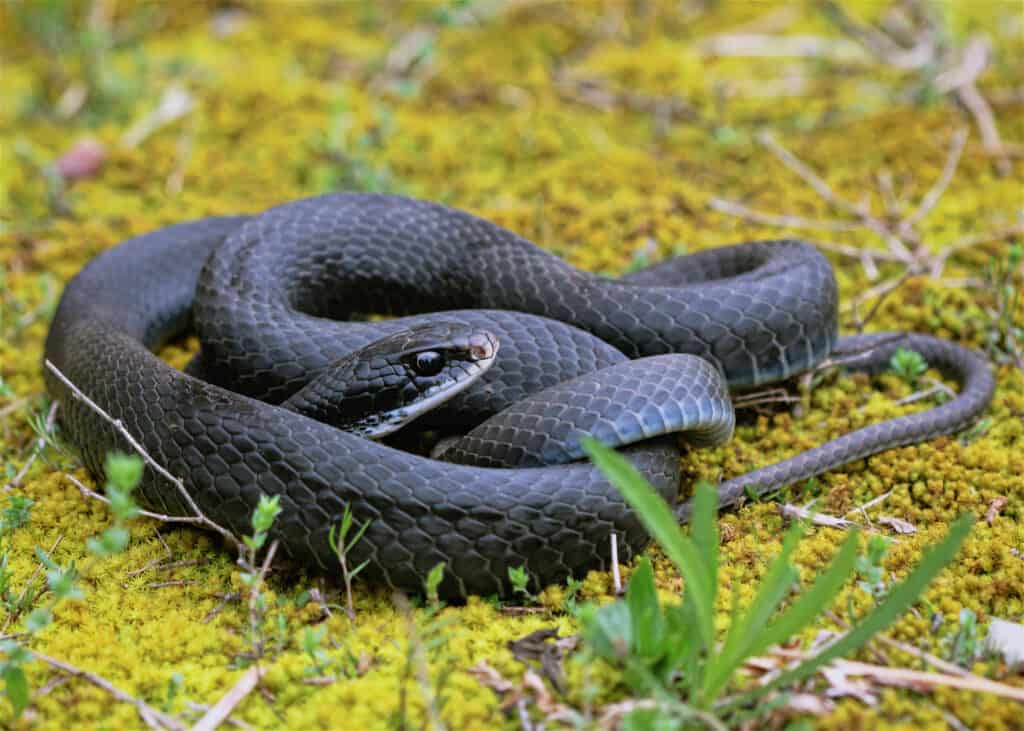   Un serpente corridore nero arrotolato a terra. 
