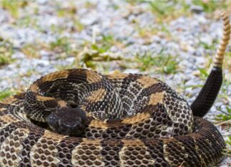 Scopri le uniche specie di serpenti a sonagli del New Hampshire
