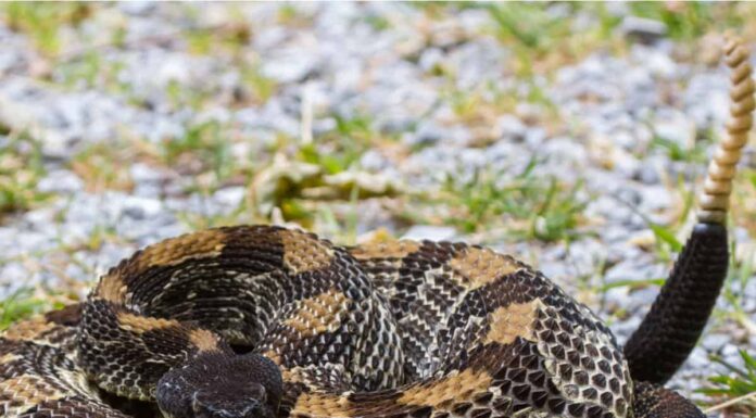 Scopri le uniche specie di serpenti a sonagli del New Hampshire
