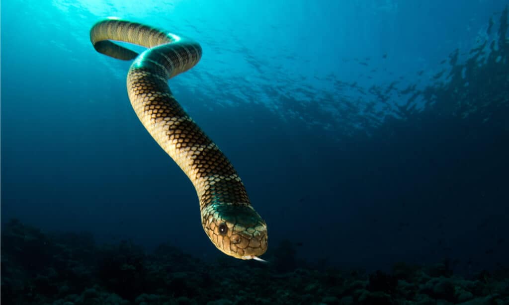Serpente di mare