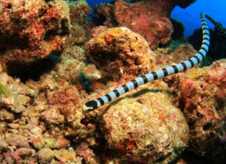 Qual è il serpente più profondo mai trovato nell'oceano?
