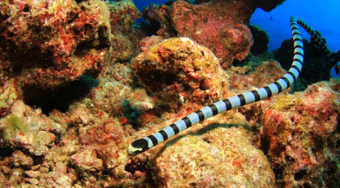 Qual è il serpente più profondo mai trovato nell'oceano?
