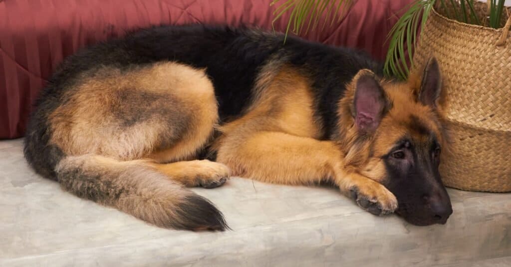 Cucciolo di re pastore che dorme sul pavimento freddo vicino al letto.