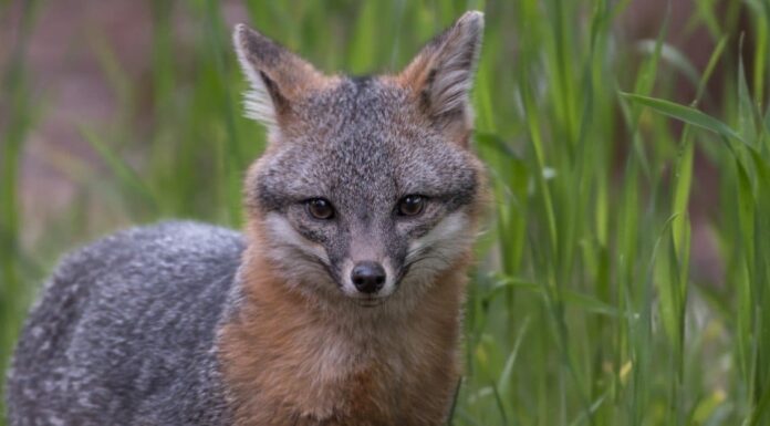 Grey Fox in Texas: dove vivono e fatti interessanti
