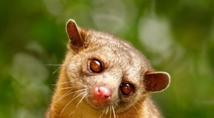 Kinkajou
