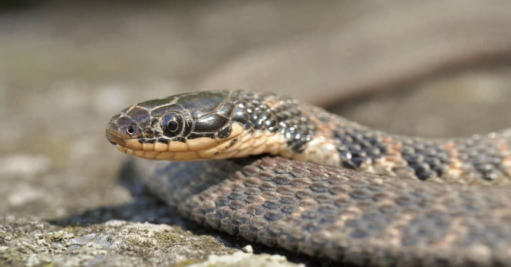Primo piano della testa e dell'occhio del serpente di Kirtland.  I serpenti di Kirtland sono serpenti piccoli, da rossastri a marrone scuro.