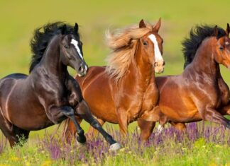 10 dei cavalli più intelligenti
