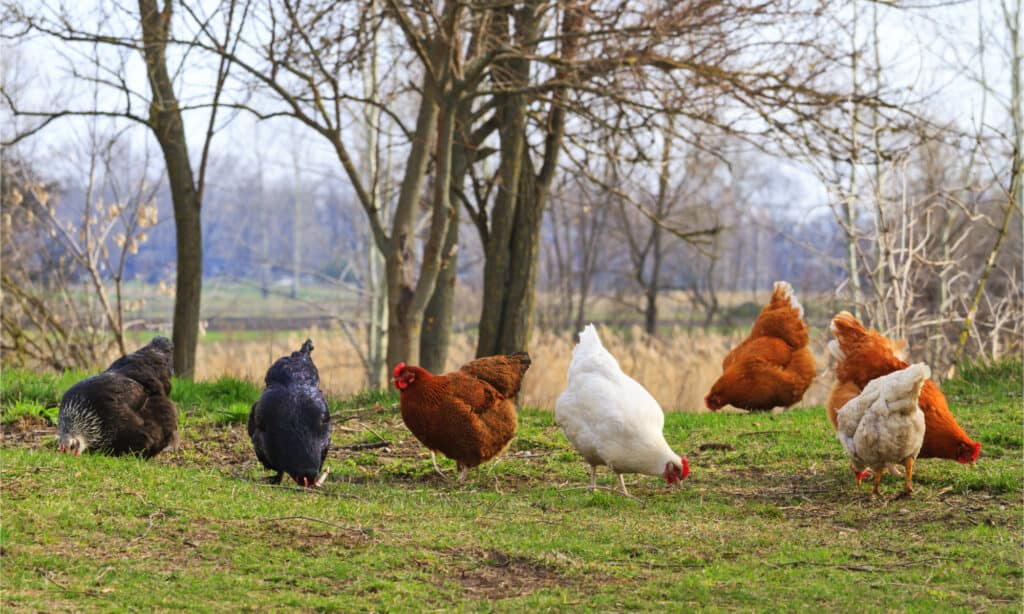 Un colorato gregge di polli in un cortile