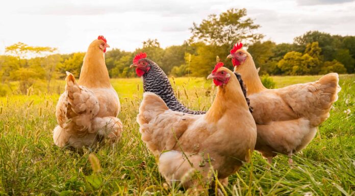 Perché i polli mangiano le proprie uova?
