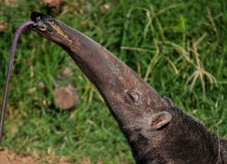 an incredible anteater facts is that they have a fantastic sense of smell and can detect bugs before they even break open the nest