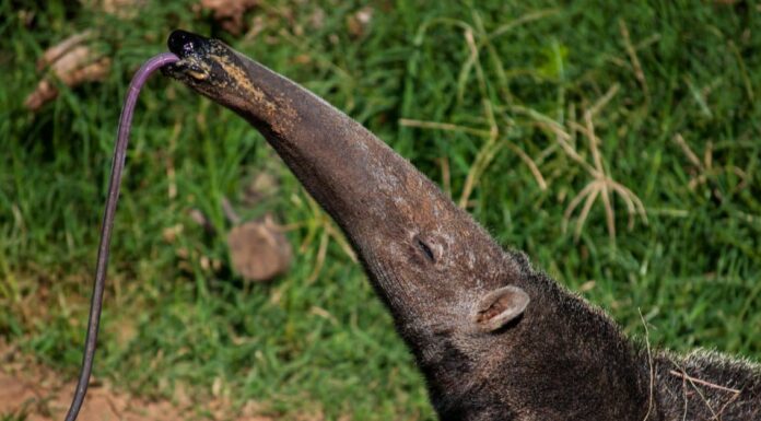 an incredible anteater facts is that they have a fantastic sense of smell and can detect bugs before they even break open the nest