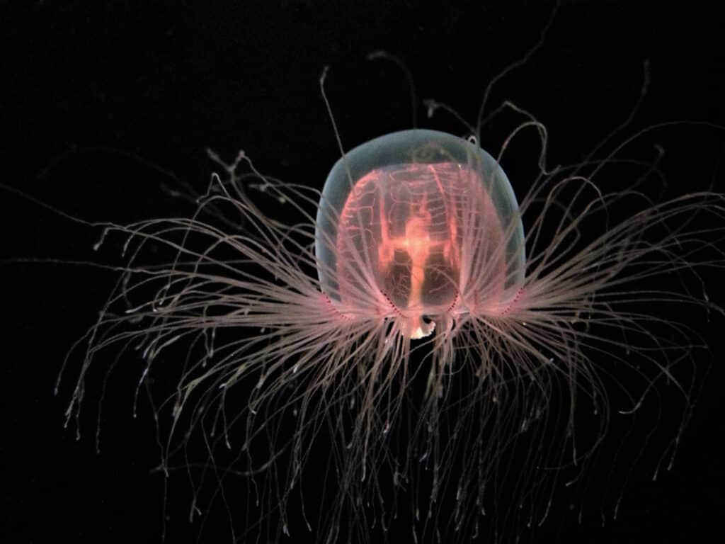 Le meduse immortali vivono in tutti gli oceani tropicali del mondo 
