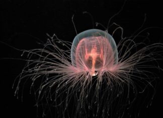 10 incredibili fatti sulle meduse immortali
