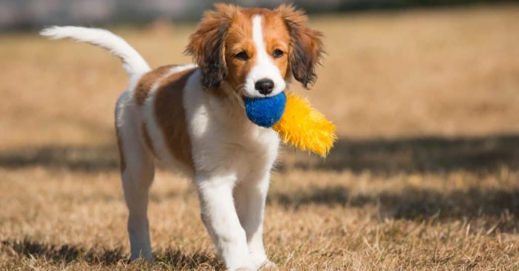 Cucciolo olandese di Kooikerhondje che gioca nel parco