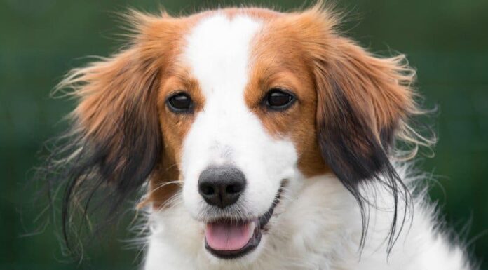 Kooikerhondje
