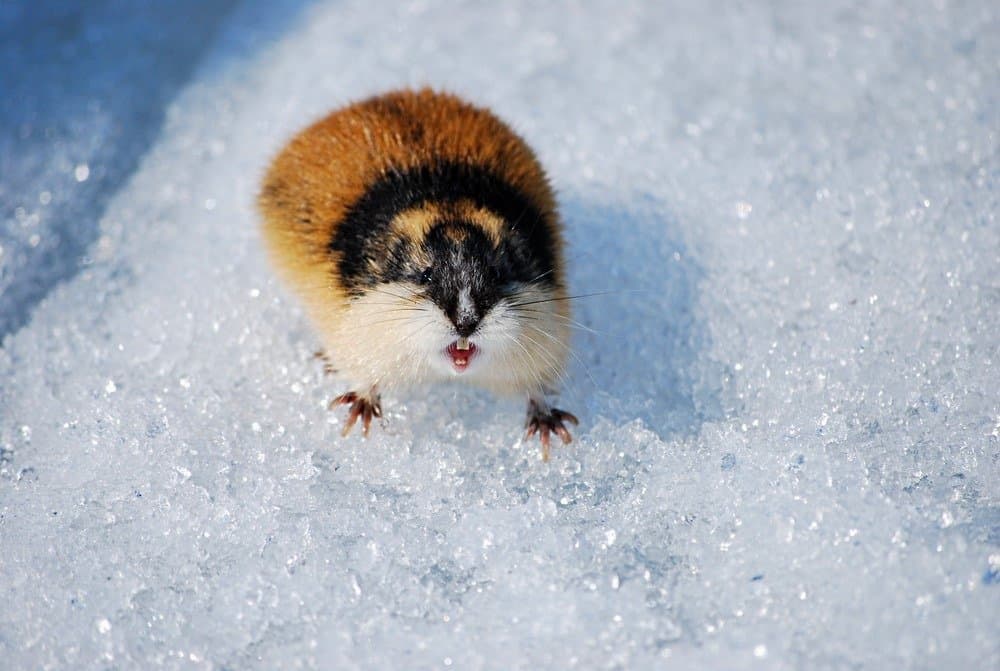 Lemming arrabbiato nella neve