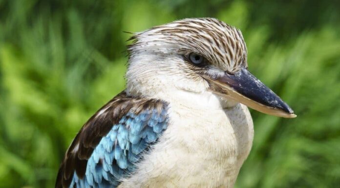 Kookaburra
