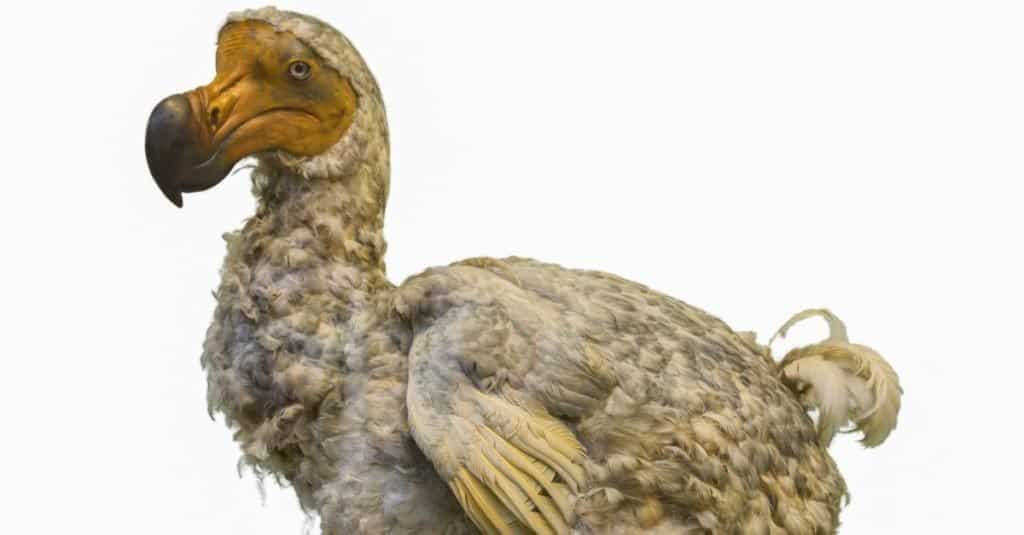 Uccello di Dodo su priorità bassa bianca