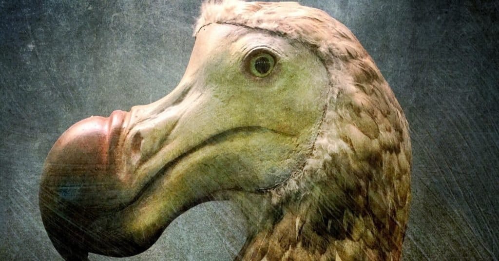 Un ritratto del primo piano dell'uccello di dodo contro uno sfondo artistico