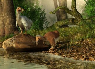 10 incredibili fatti di Dodo
