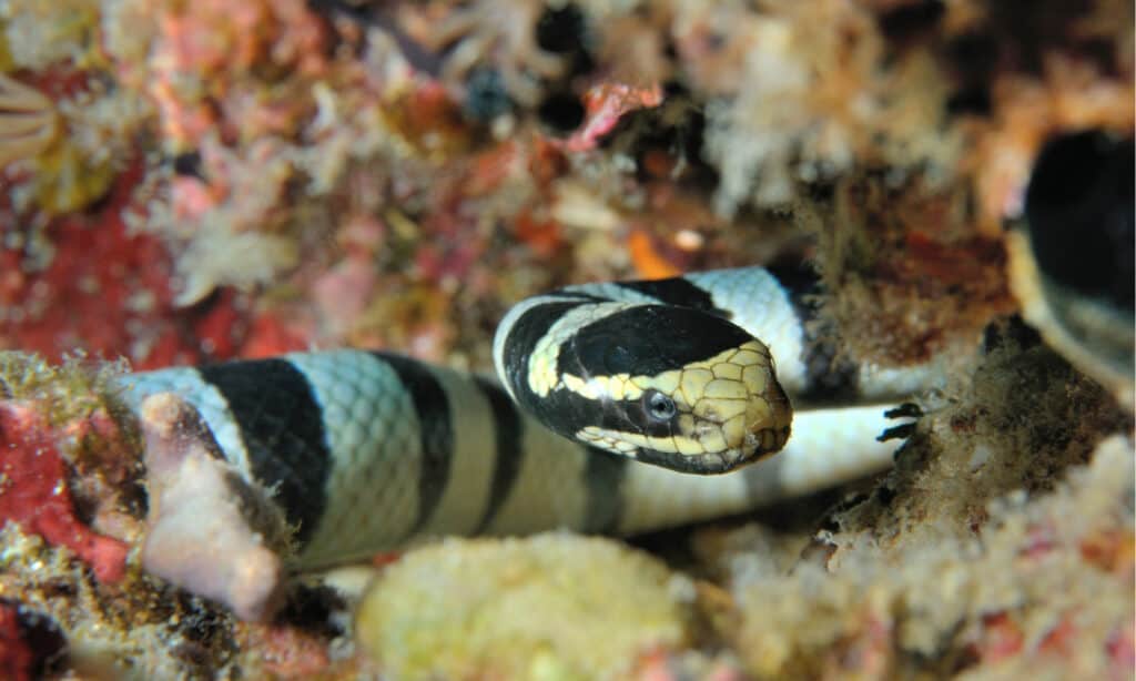 Serpente di mare in corallo