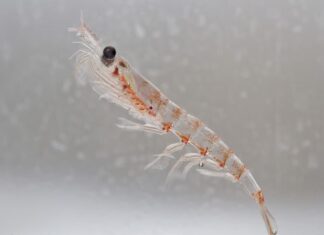 Krill
