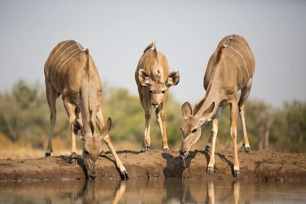 Adulti e un bambino kudu