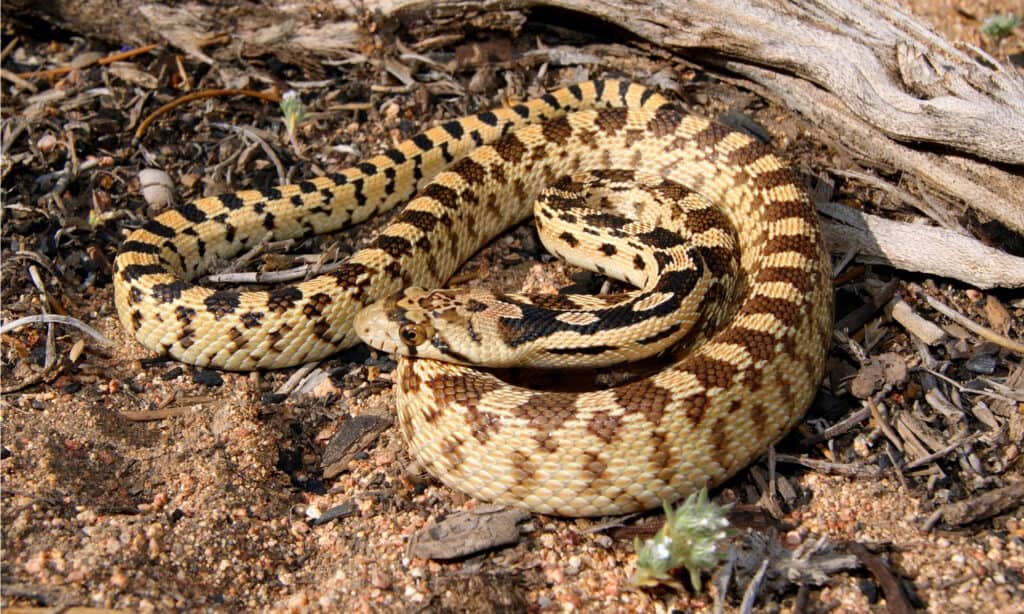 Serpenti a sonagli in Oregon