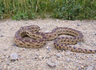 I serpenti toro nel Nebraska
