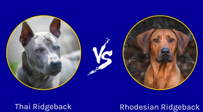 Thai Ridgeback vs Rhodesian Ridgeback: quali sono le differenze?
